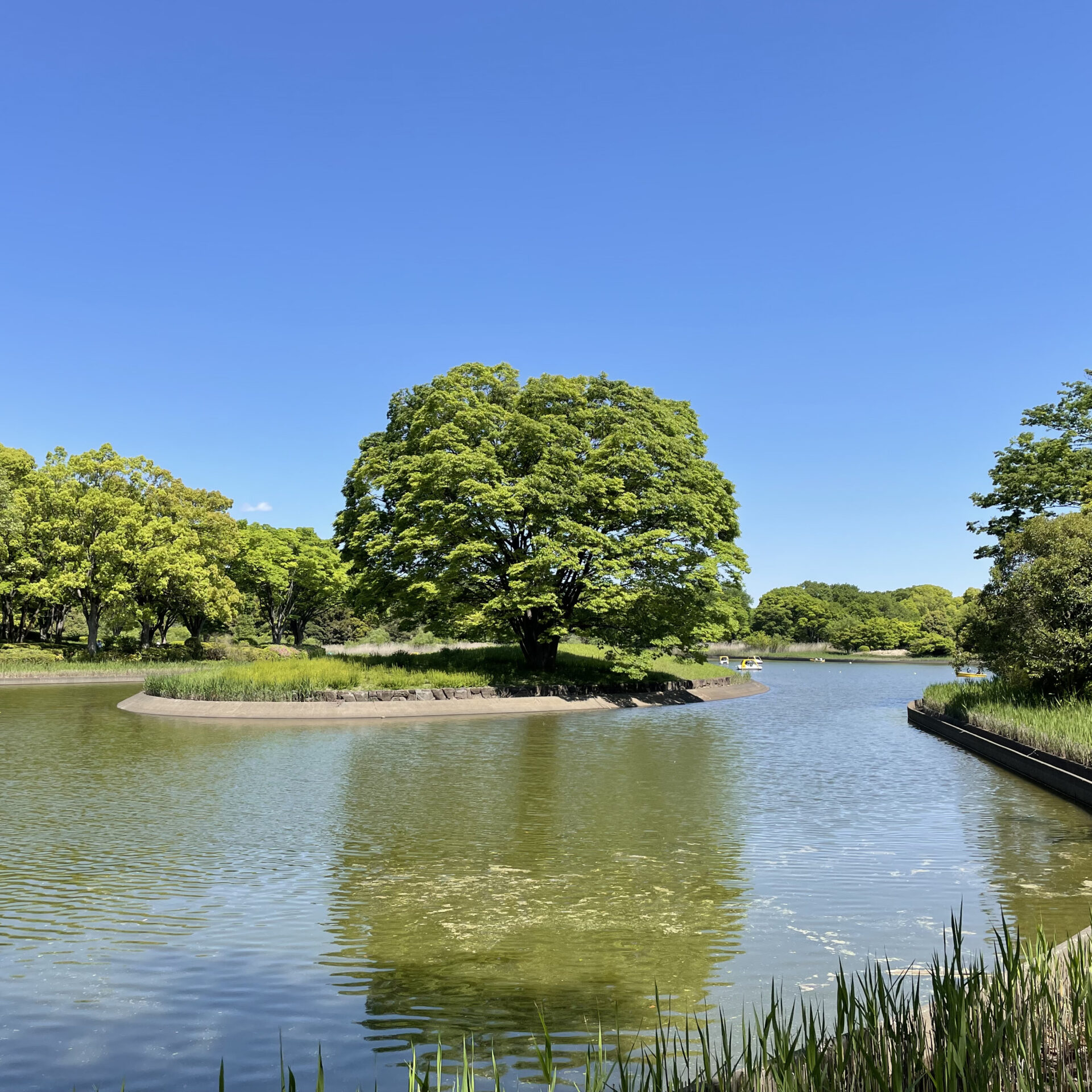 国営昭和記念公園