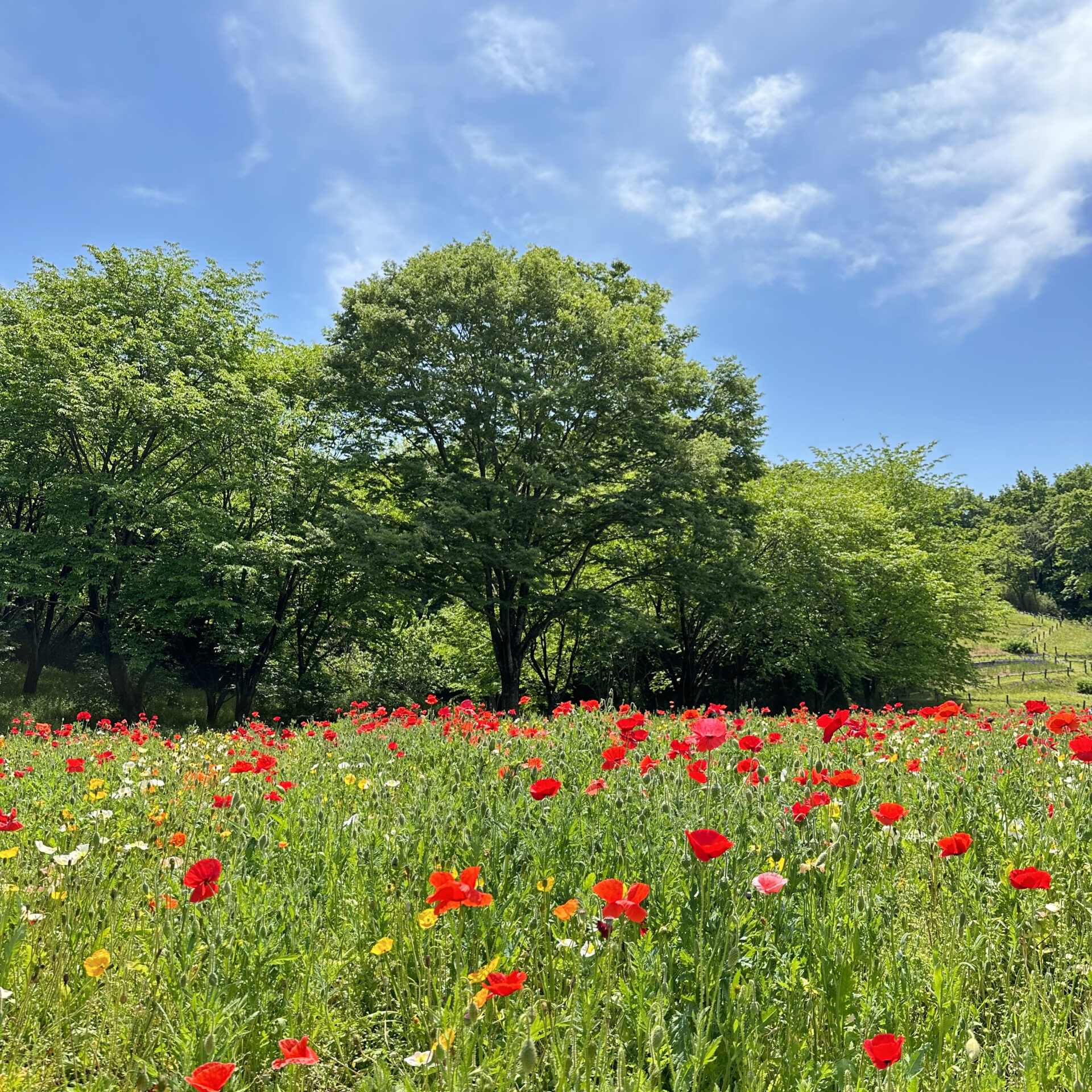 国営武蔵丘陵森林公園