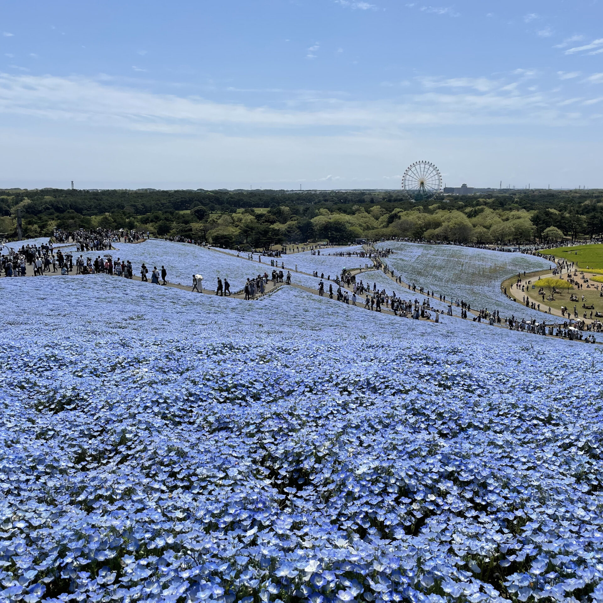 ひたち海浜公園見晴らしの丘